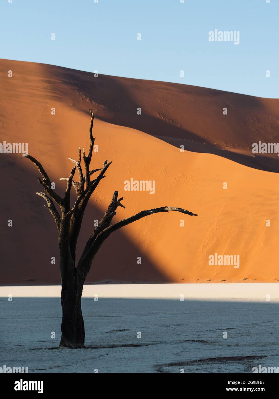 Deadvlei all'alba, Namib-Naukluft National Park, Namibia, Africa. Foto Stock