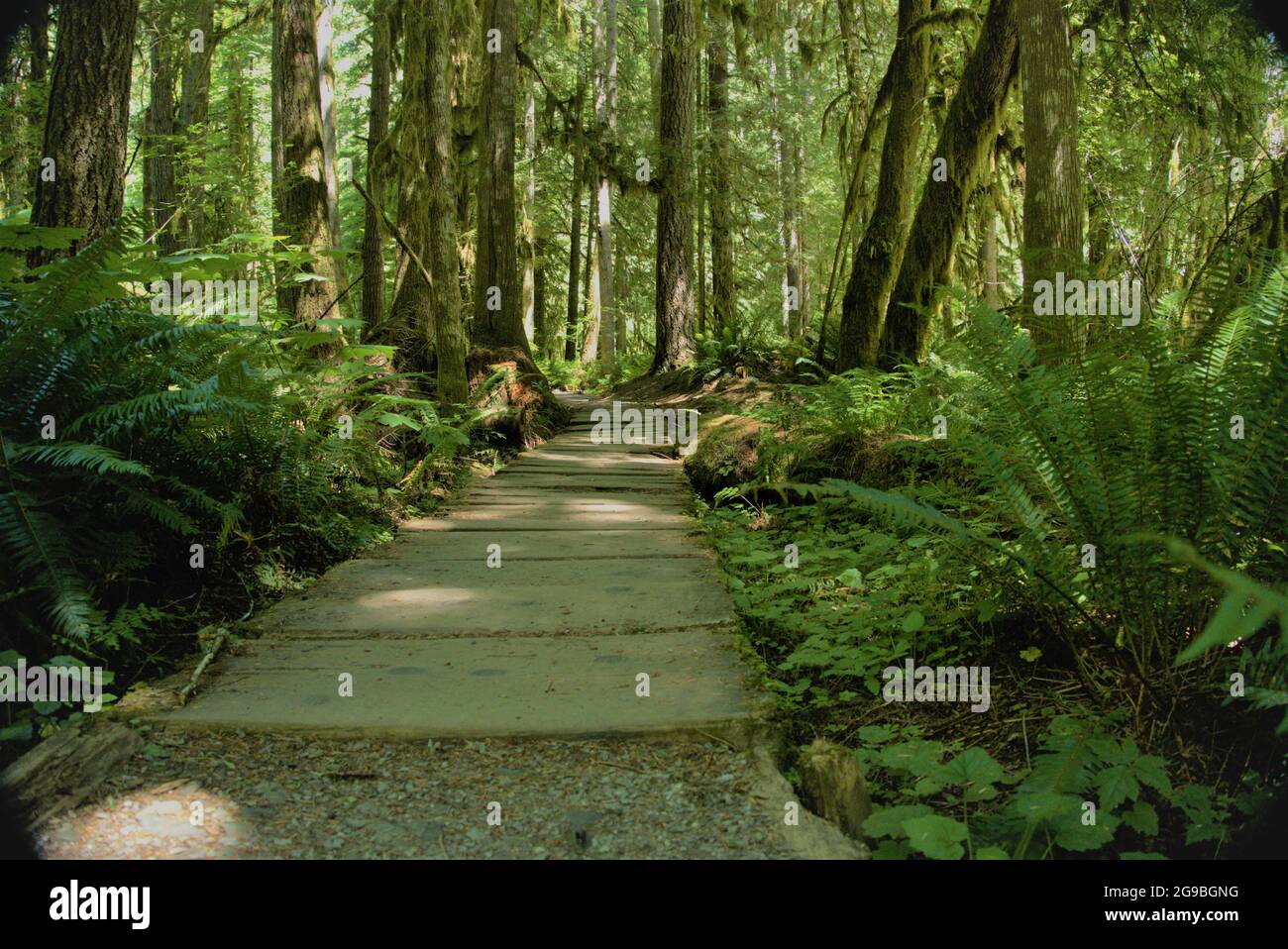 Una passeggiata nei boschi del Pacifico nord-occidentale. Il PNW è un posto incredibile con sentieri come questo che possono andare avanti per chilometri. Scopri lo stato di Washington! Foto Stock