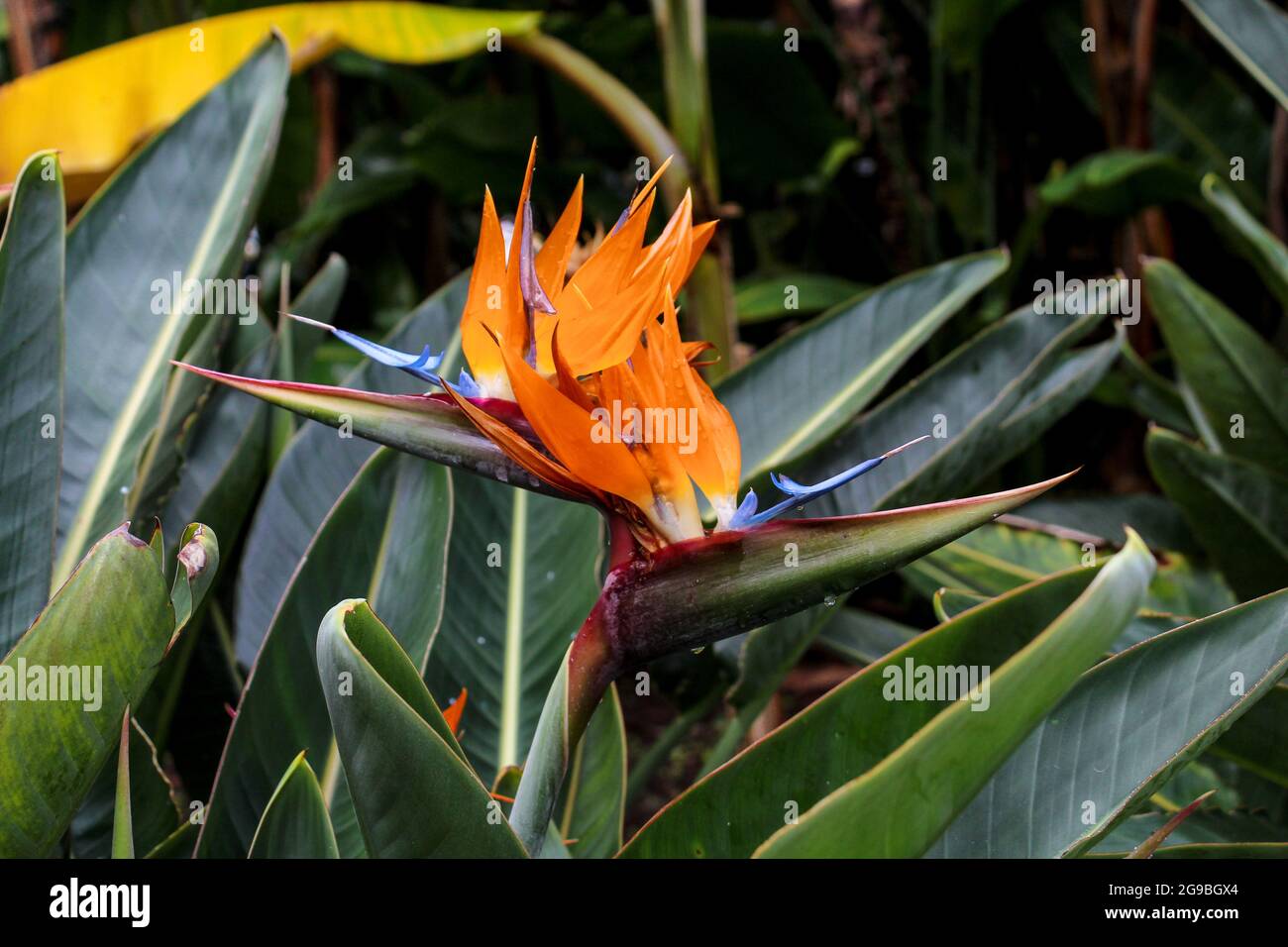 Strelitzia reginae è una piante monocotiledoni fioritura delle piante indigene in Sud Africa, nomi comuni includono strelitzie, gru fiore o uccello del paradiso Foto Stock