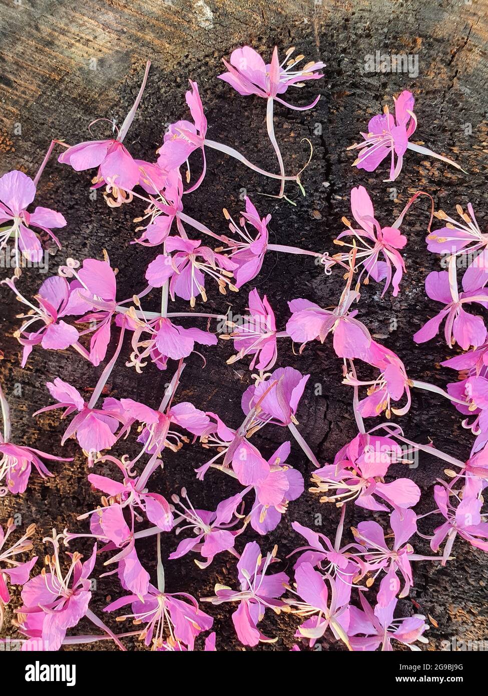 I fiori della pianta del tè giacciono su un ceppo di legno. I fiori rosa sono raccolti per il consumo futuro. Foto Stock