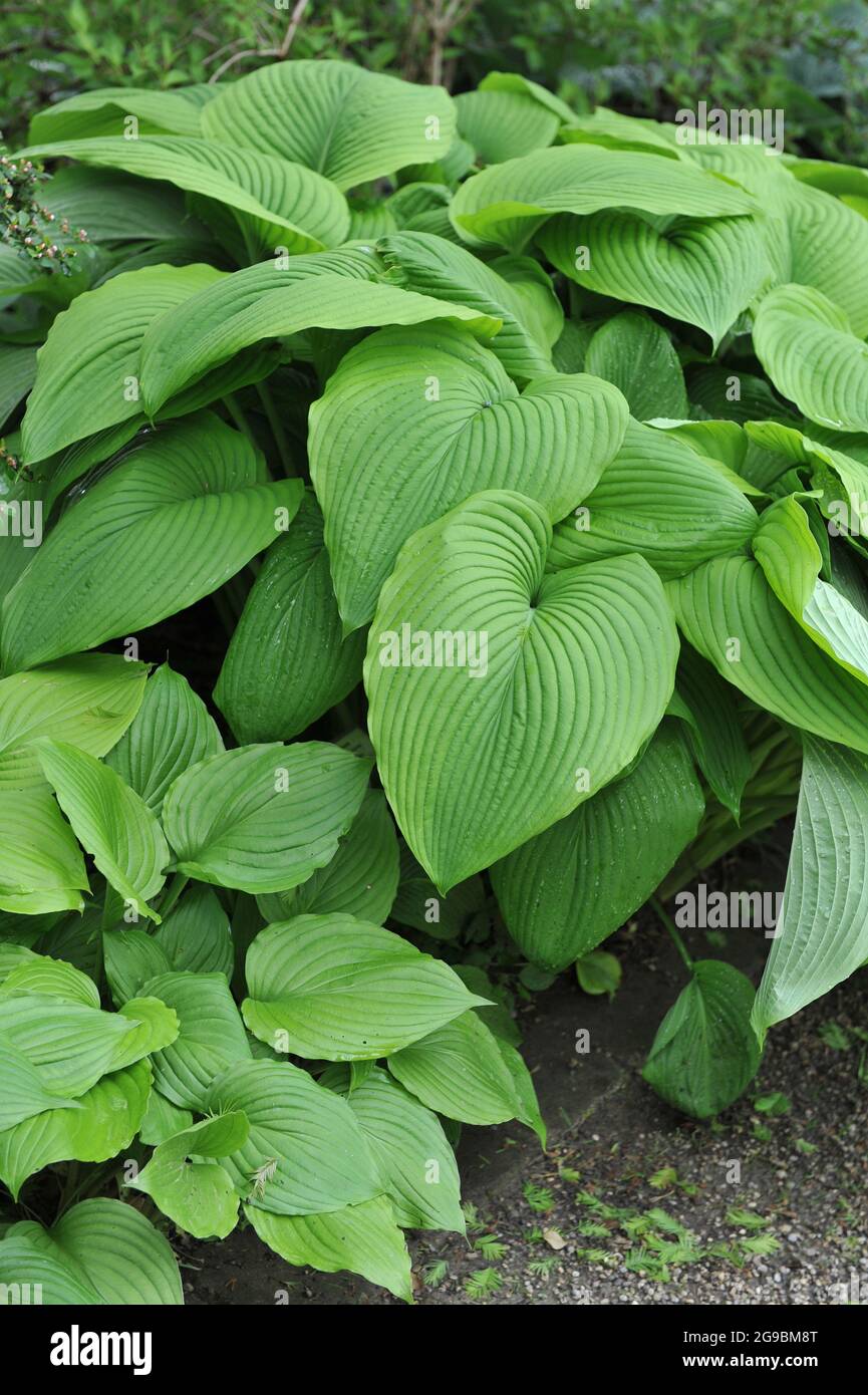 Hosta gigante verde acri con grandi foglie verdi cresce in un giardino nel mese di giugno Foto Stock