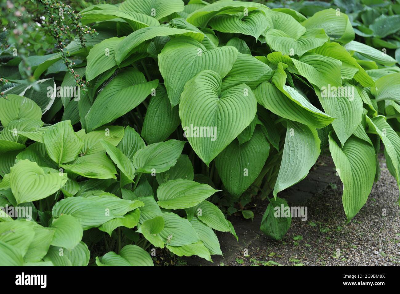 Hosta gigante verde acri con grandi foglie verdi cresce in un giardino nel mese di giugno Foto Stock