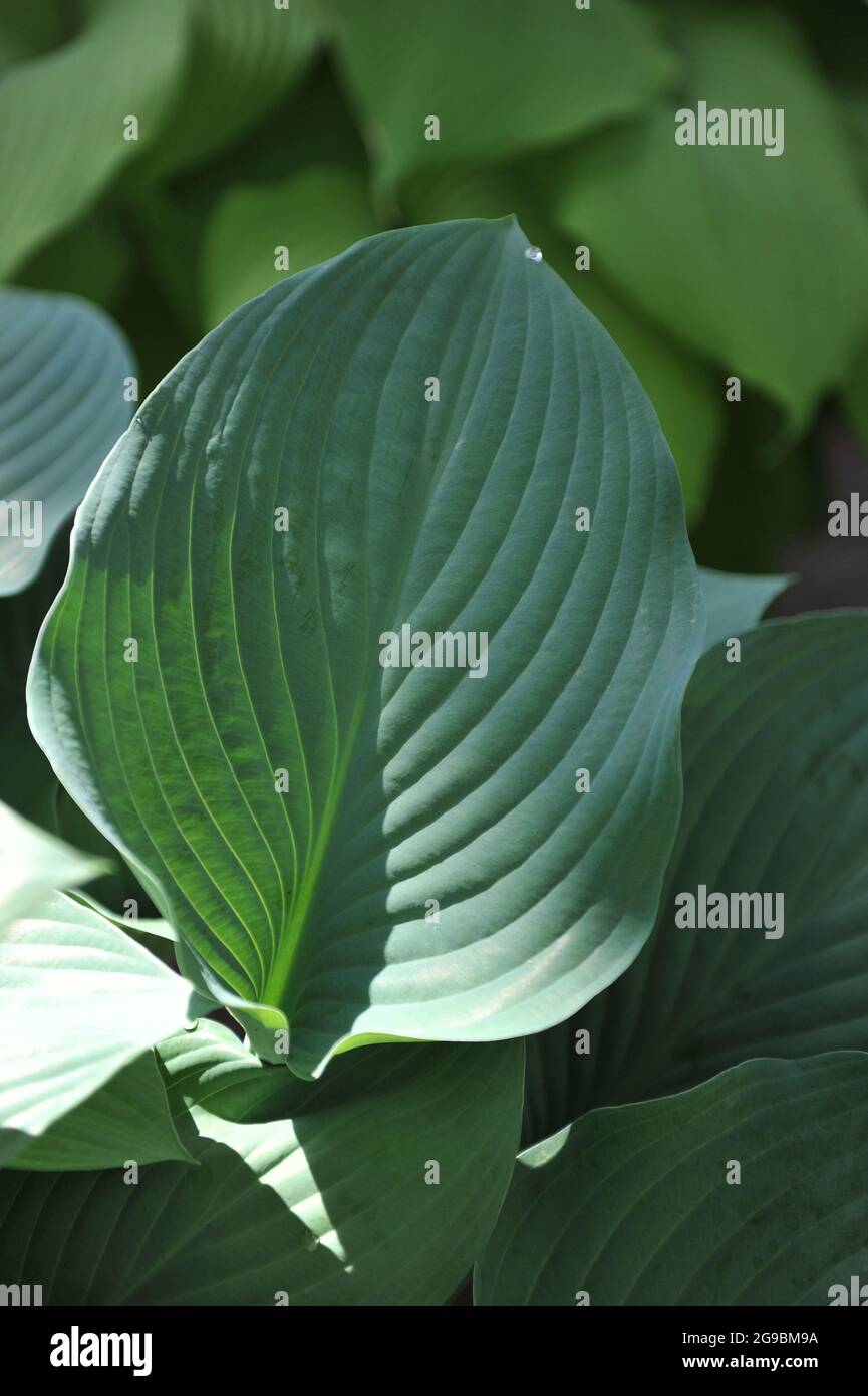 Hosta Krossa Regal gigante con grandi foglie verde-bluastro cresce in un giardino nel mese di aprile Foto Stock