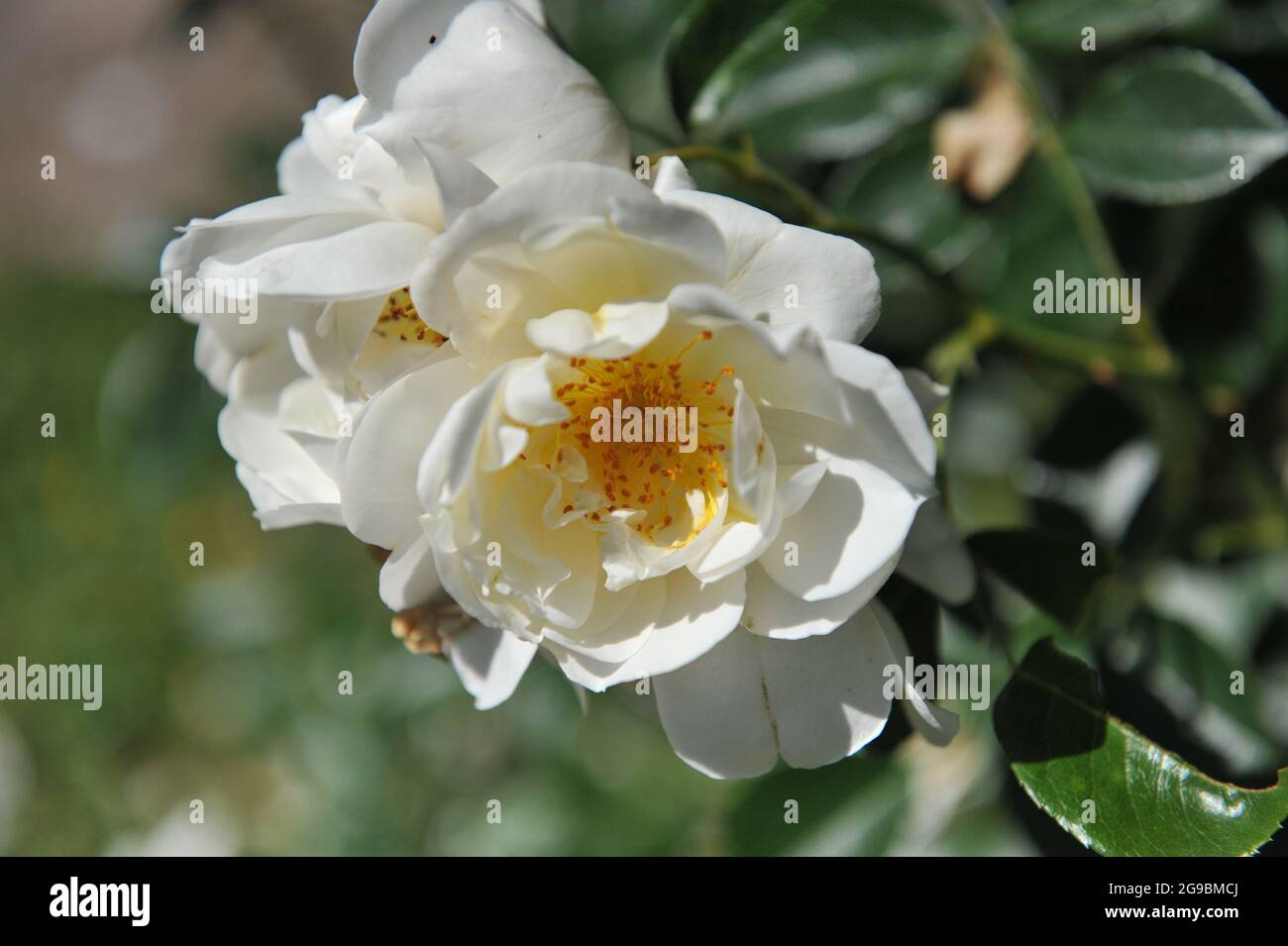 Giallo grande fiore climber rosa (Rosa) Città di York fiorisce in un giardino nel mese di giugno Foto Stock