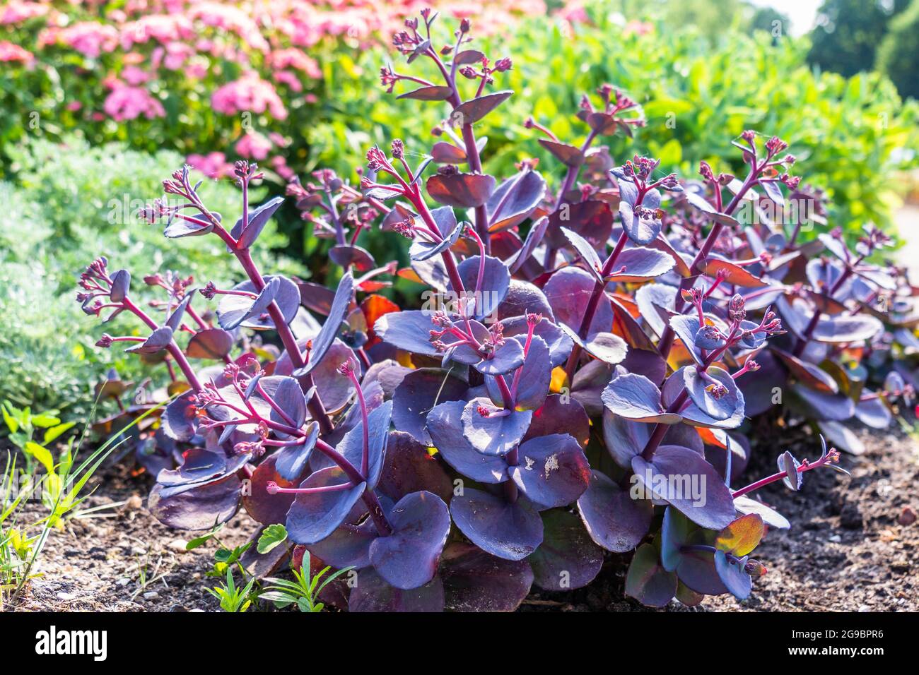 Hylotephium, conosciuto anche come Blue Pearl nel Sunny Summer Garden Foto Stock