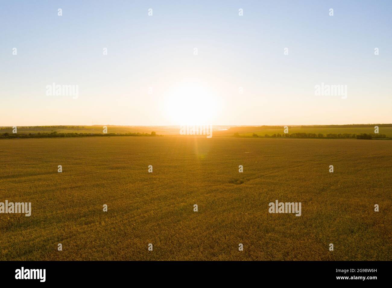 Campo di grano maturo al tramonto. Vista aerea Foto Stock