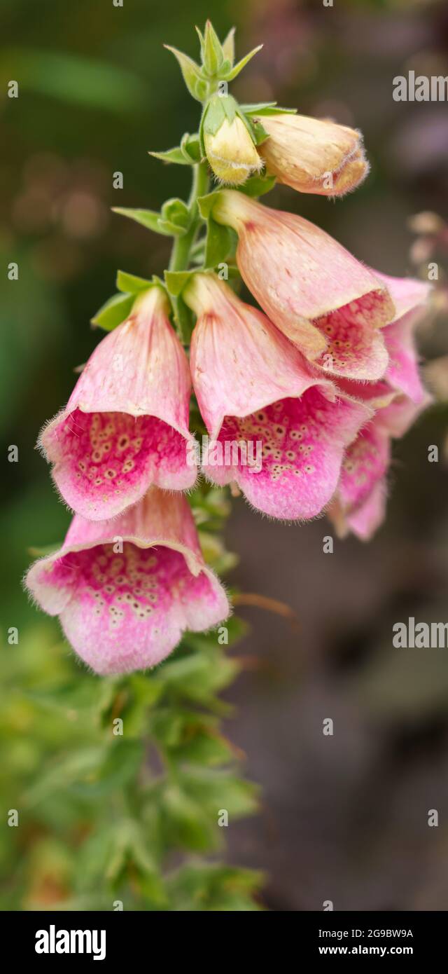 Primo piano di splendidi guanti di volpi rosa estivi (Digitalis purea) in fiore Foto Stock