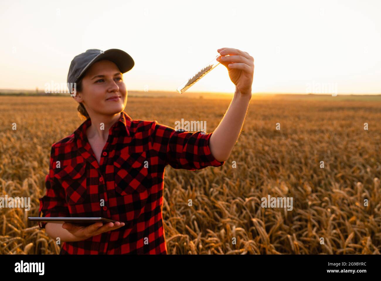 Una donna contadina con un tablet digitale tiene in mano un orecchio di grano in una provetta. Foto Stock