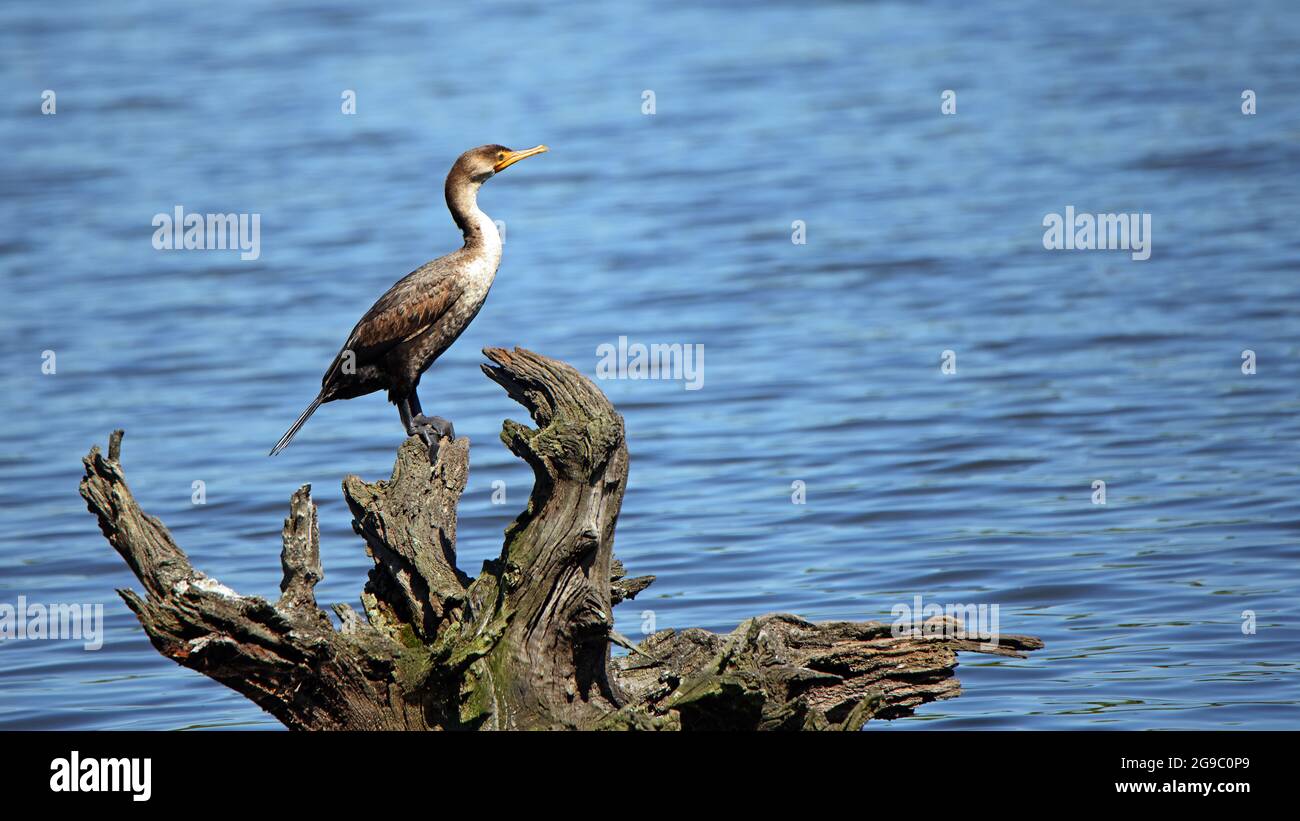Un cormorano arroccato su un albero morto in un laghetto con acqua verde Foto Stock