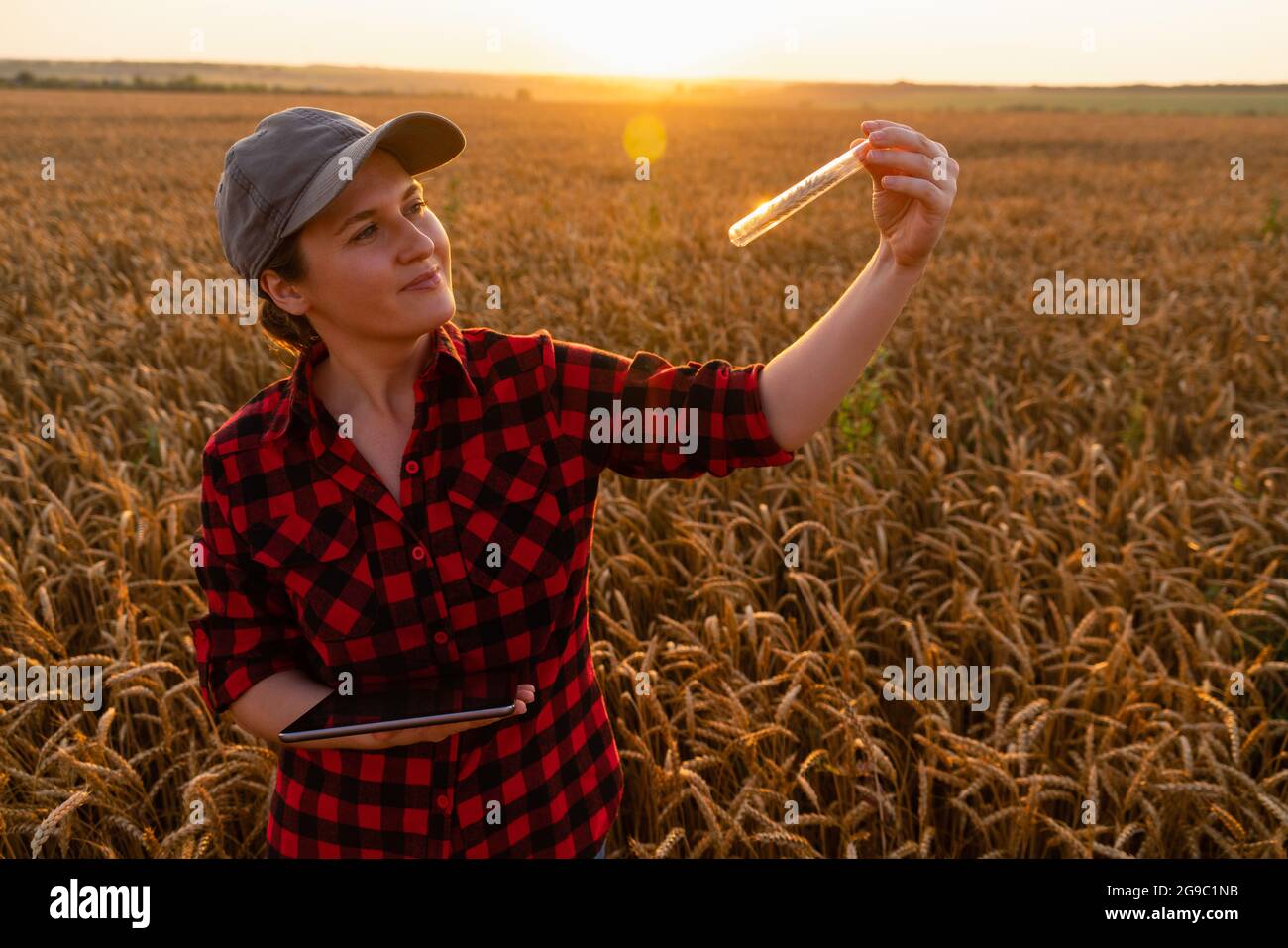Una donna contadina con un tablet digitale tiene in mano un orecchio di grano in una provetta. Foto Stock
