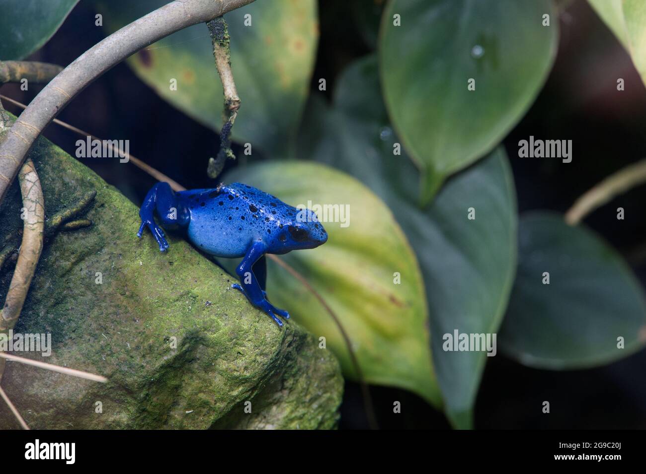 Blue poison dart frog Foto Stock