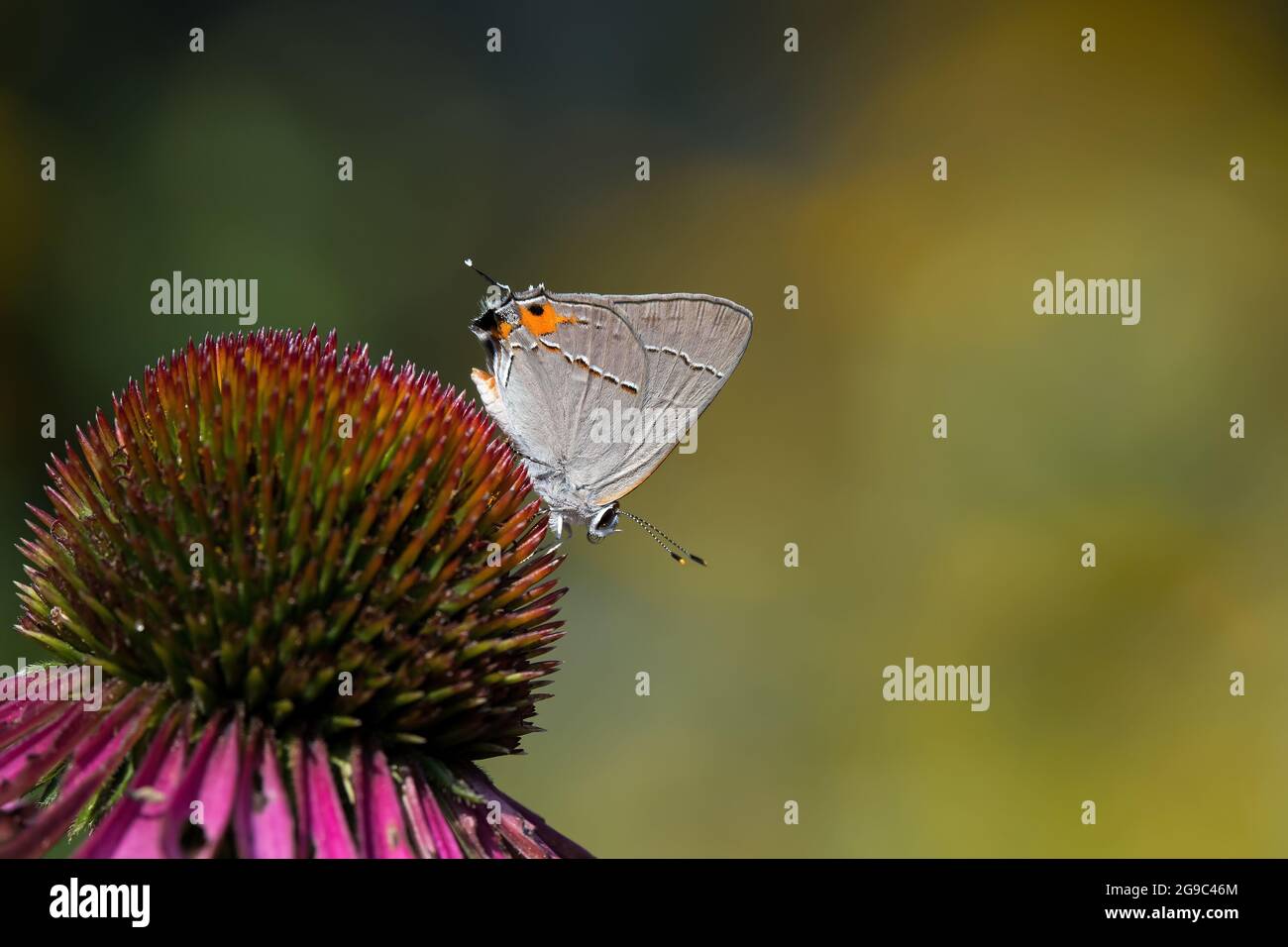 hairstreak grigio che si nuocera sul fiore di Echinacea. La farfalla è un membro delle farfalle alate dal gossamero Foto Stock