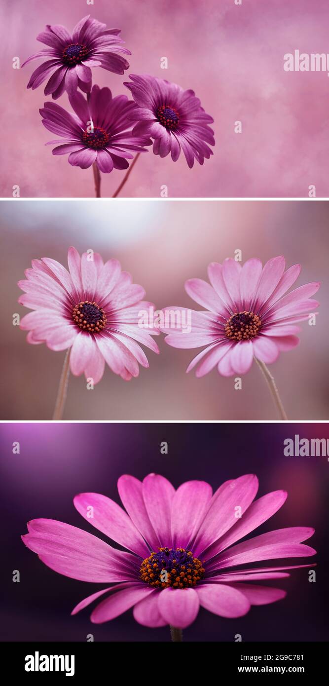 Macro fiori Osteospermum Foto Stock