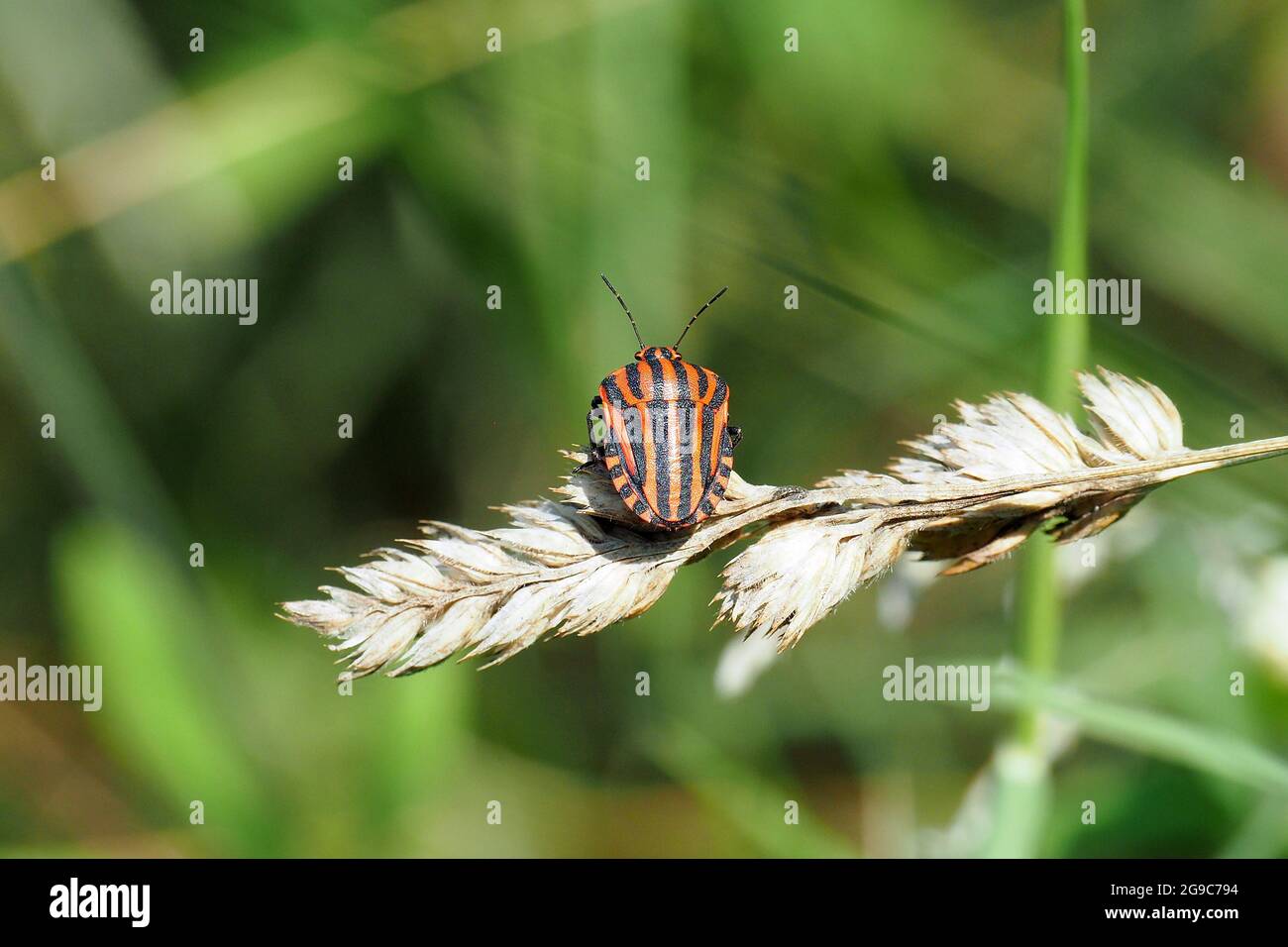 Striped bug, Streifenwanze, Graphosoma lineatum, csíkos pajzsospoloska, Ungheria, Magyarország, Europa Foto Stock