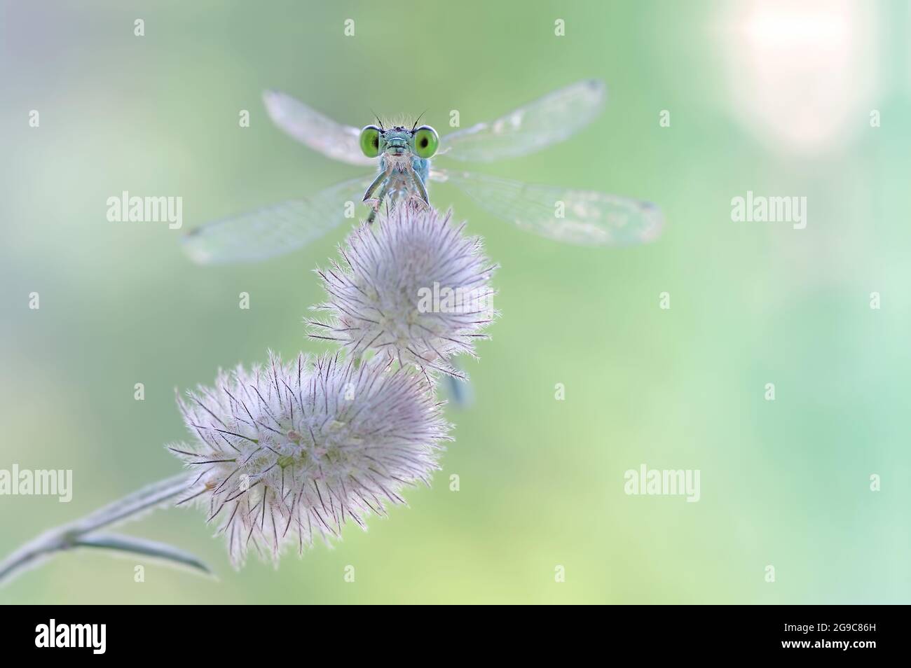 Dragonfly macro verde Coenagrion armatum Foto Stock