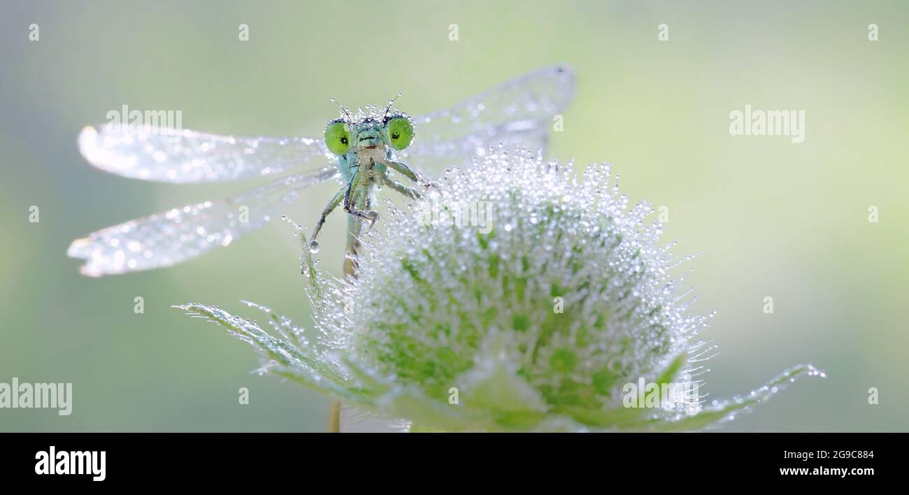 Macro libellula macro verde (Coenagrion armatum) su prato fiore Foto Stock