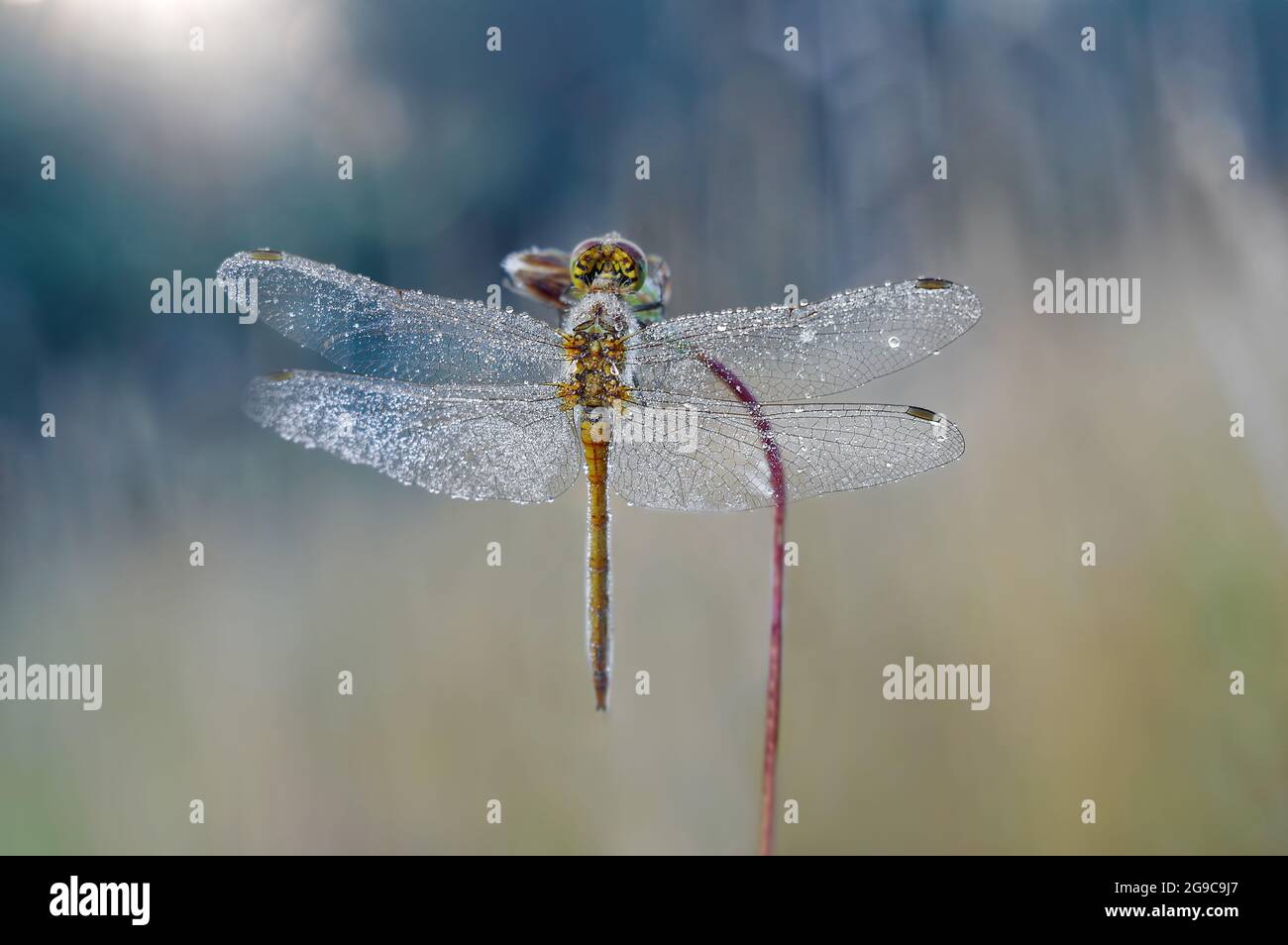 Macro libellula Sympetrum vulgatum Foto Stock