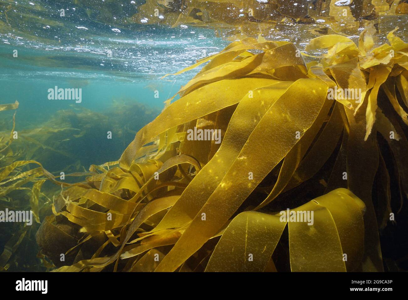 Lamaria kelp alghe marroni alghe marine sott'acqua nell'oceano, Atlantico, Spagna, Galizia Foto Stock