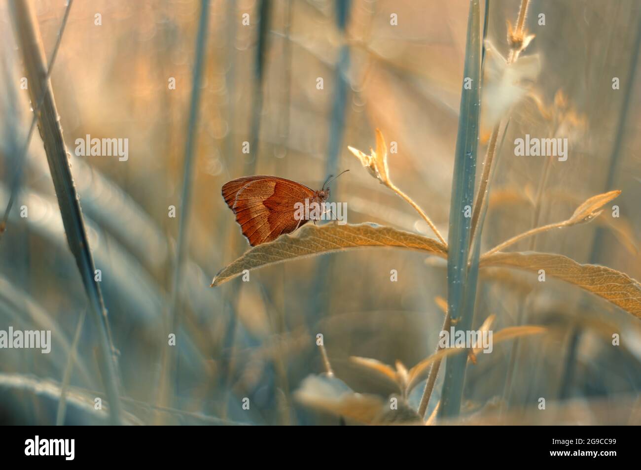 Farfalla marrone Maniola jurtina nelle erbe Foto Stock