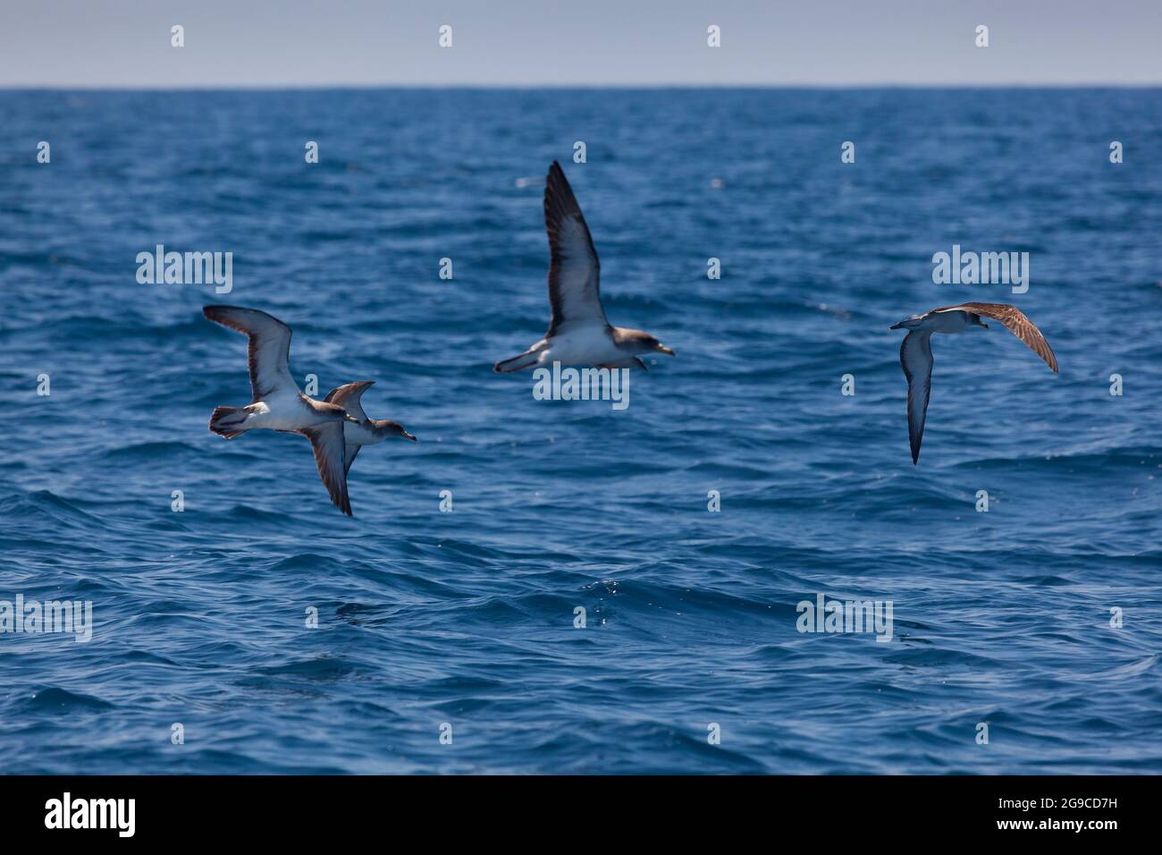 Shearwater, Mar Cantabrico, Paesi Baschi, Spagna Foto Stock