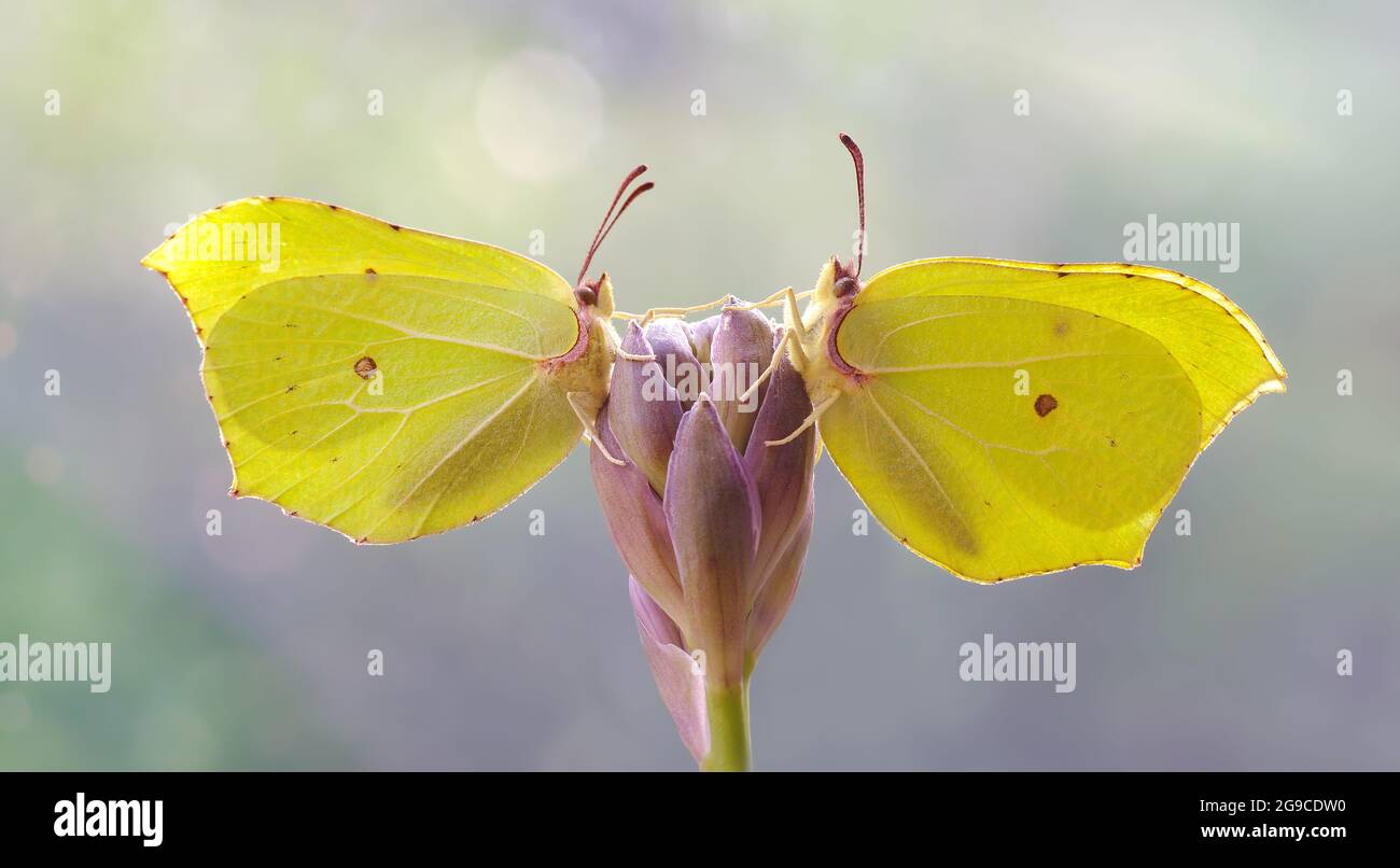 Farfalle macro ( Gonepteryx rhamni ) sul fiore e sfondo chiaro sfocato. Grande farfalla gialla Foto Stock