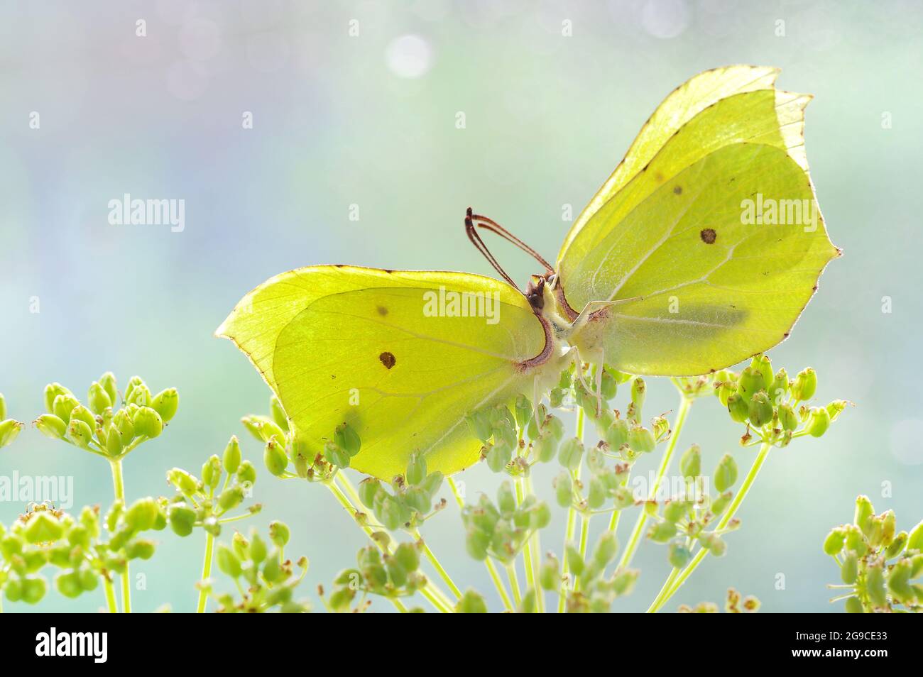 Farfalle macro Gonepteryx rhamni, su sfondo pastello Foto Stock