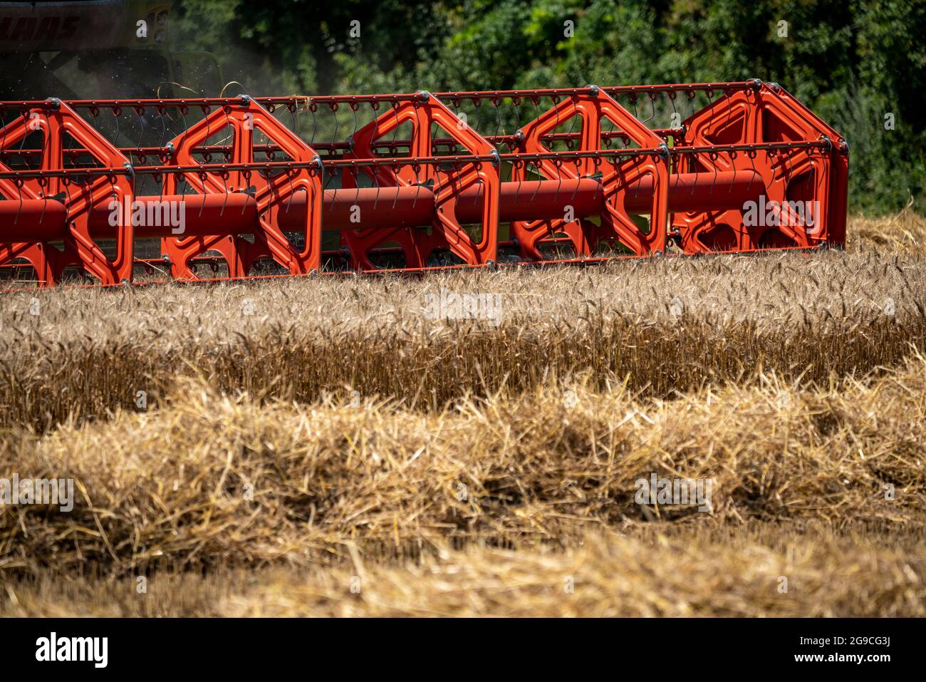 Agricoltura, raccolto di grano, grano, raccolto di mietitrebbia in un campo di grano, vicino a NiederkrŸchten, NRW, Germania, Foto Stock