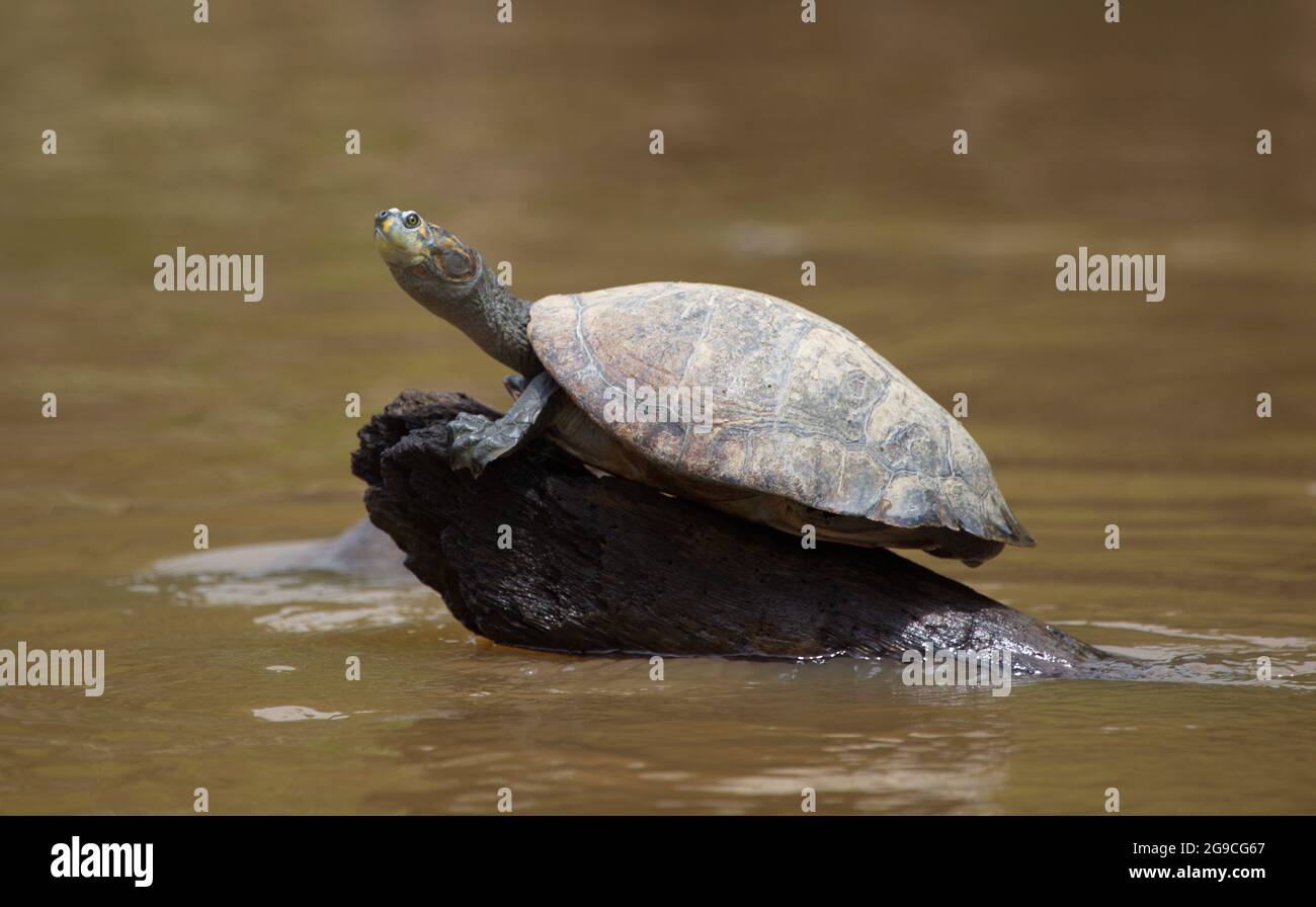 Primo piano di una tartaruga di fiume punteggiata di giallo (Podocnemis unifilis) seduta su di un tronco circondato da acqua Pampas del Yacuma, Bolivia. Foto Stock