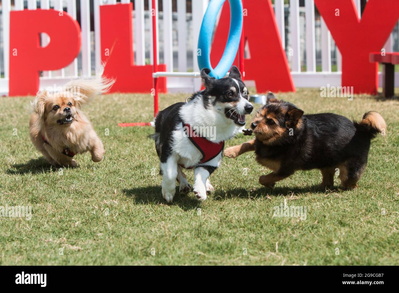 I cani giocano e corrono al Piedmont Park di Atlanta Foto Stock