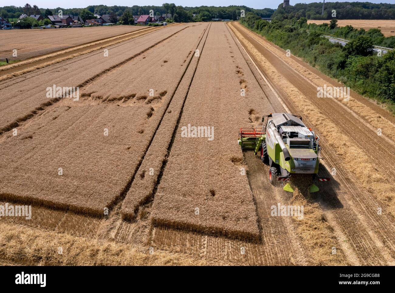 Landwirtschaft, Getreideernte, Weizen, Mähdrescher bei der Ernte auf einem Weizenfeld, bei Niederkrüchten, NRW, Deutschland, Foto Stock