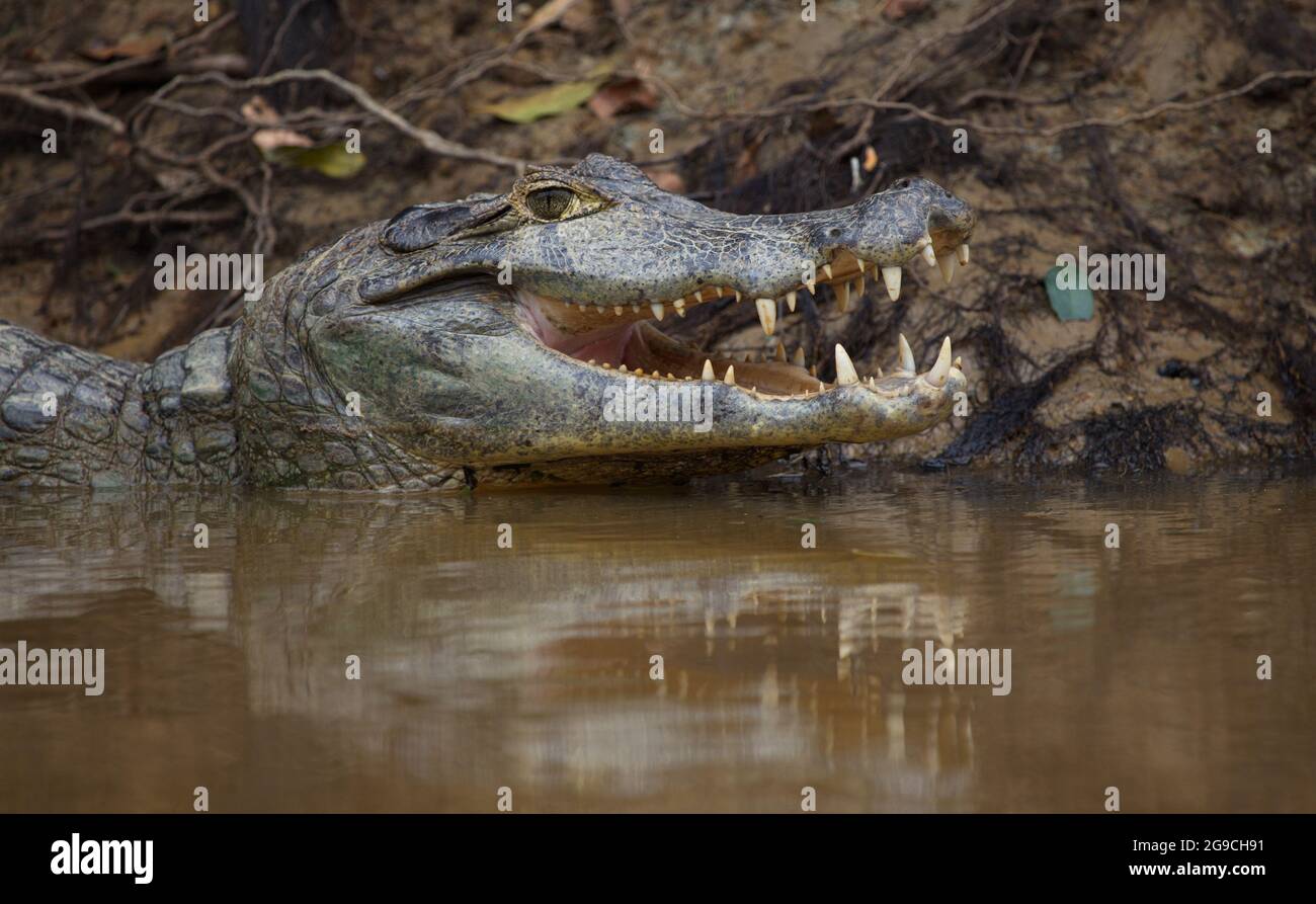 Lato closeup sul ritratto di Black Caiman (Melanosuchus niger) testa in acqua con mascella aperta che mostra i denti Pampas del Yacuma, Bolivia. Foto Stock