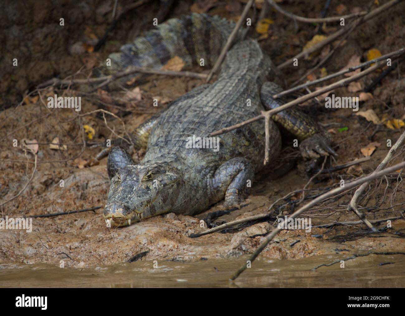 Testa closeup sul ritratto di Black Caiman (Melanosuchus niger) seduto sulla riva del fiume in procinto di entrare in acqua Pampas del Yacuma, Bolivia. Foto Stock