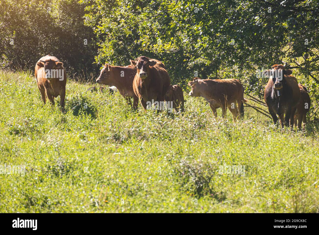 mandria di mucche di latte marrone che pascolano nel pascolo circondato da mosche con un vitello accanto a loro in una giornata di sole con spazio copia Foto Stock