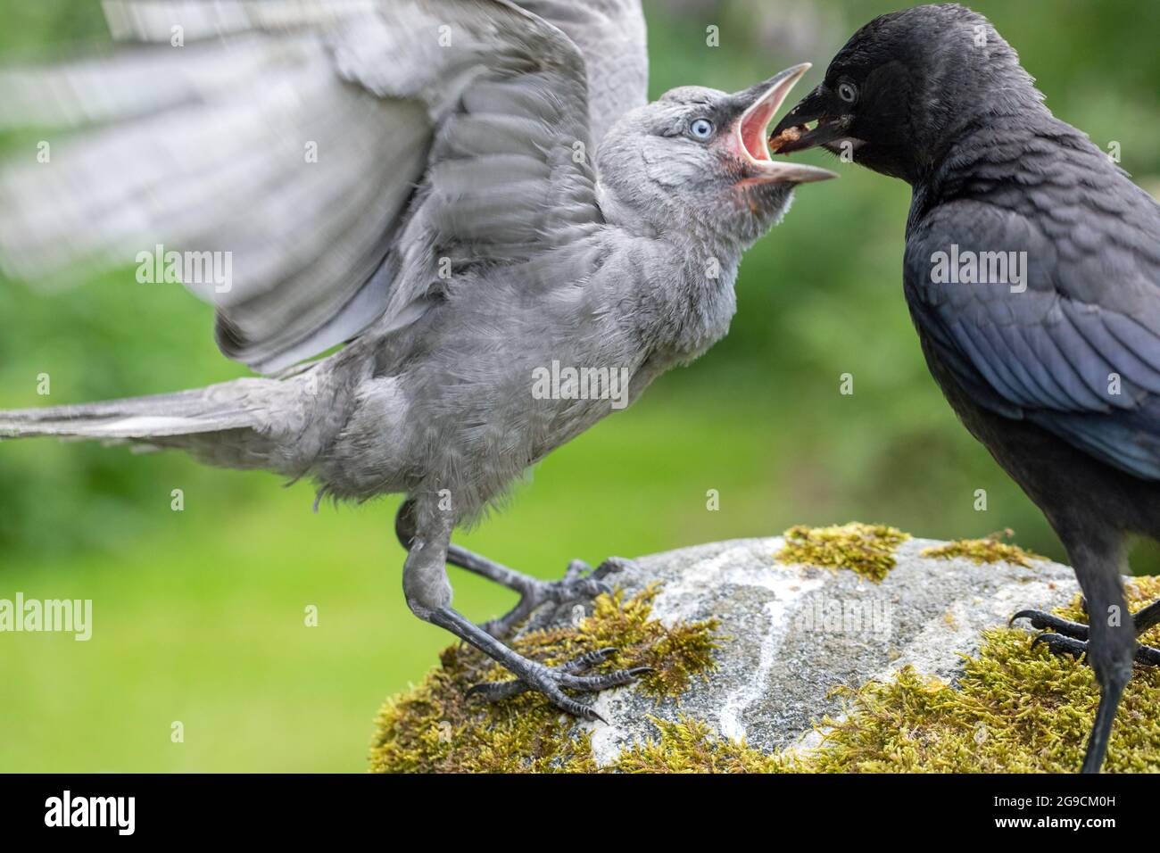 Jacdaws (Corvus monidula). Uno che alimenta un altro. Entrambi i giovani dell'anno. L'uccello scuro più anziano della settimana, trasportando il cibo nel becco aperto ampio di un altro. Foto Stock