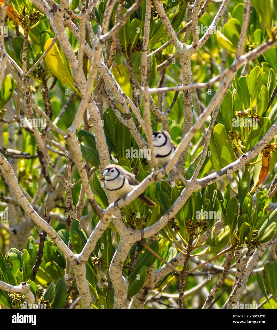 Un paio di bichenovii a doppio Barred (Taeniopygia bichenovii) arroccati in un albero di mangrovie sopra Willie Creek, Penisola di Dampier, Australia Occidentale Foto Stock