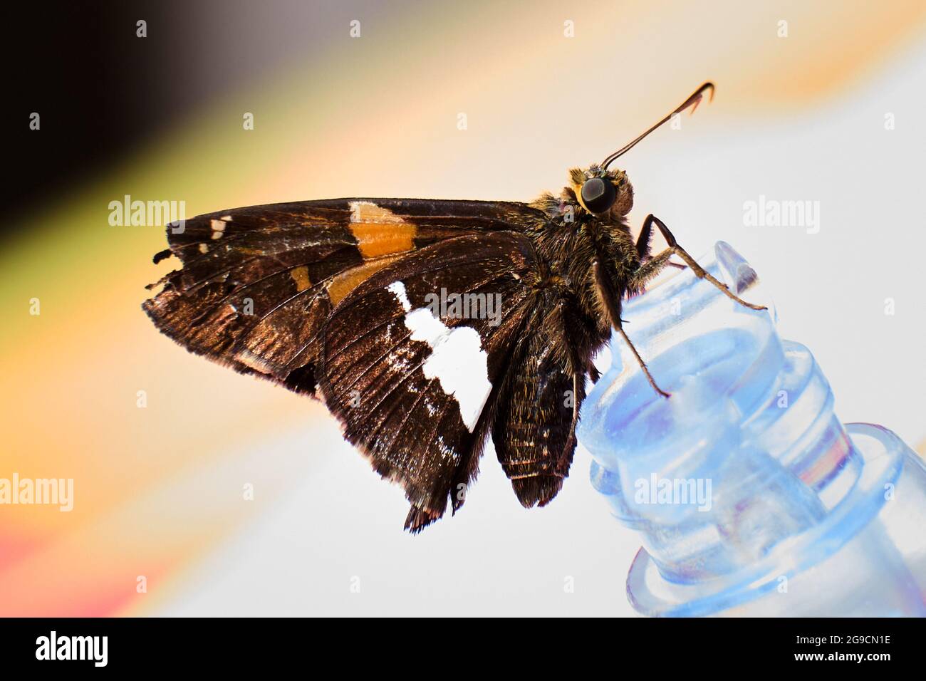 La farfalla argentata si trova sulla valvola dell'aria Foto Stock