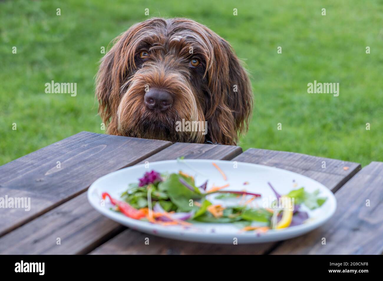 Un cane Griffon Korthals con uno sguardo colpevole o pleading. Un piatto con i resti di un'insalata e senza carne in primo piano. Foto Stock