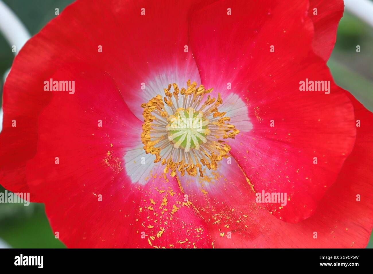Macro di un centro di papavero rosso e bianco coperto di polline Foto Stock