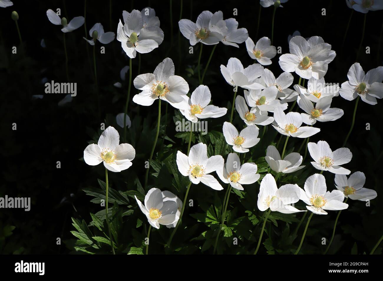Papaveri bianchi su sfondo nero con luce solare Foto Stock