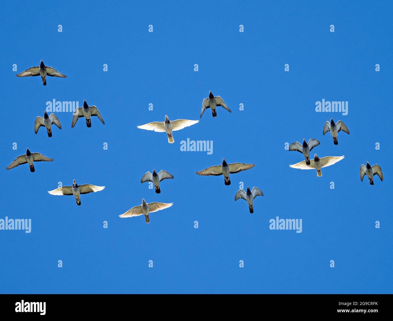 Piccioni ferali (Columba livia domestica) in volo contro un cielo blu, Cambridgeshire, Inghilterra Foto Stock