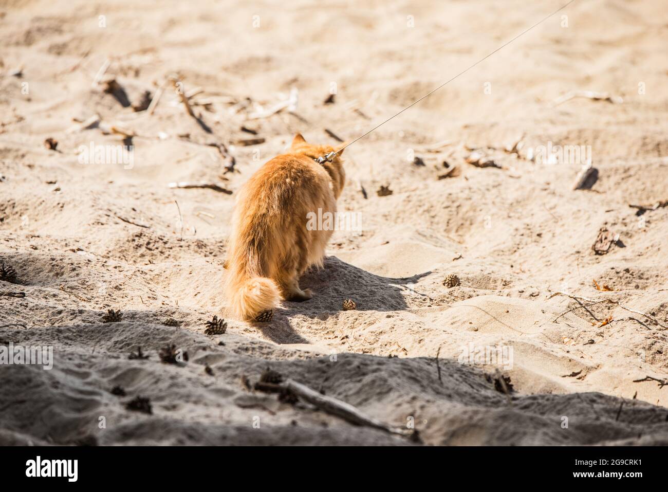 Gatto Persiano rosso con un guinzaglio a piedi sulla spiaggia Foto Stock