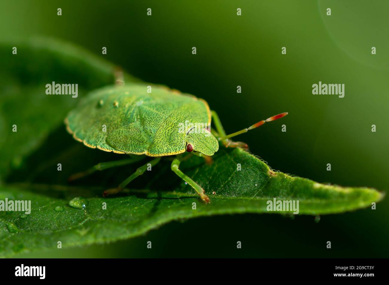 Macro shot di un bug di scudo verde (Palomena prasina) seduto su una foglia con gocce d'acqua. Foto Stock