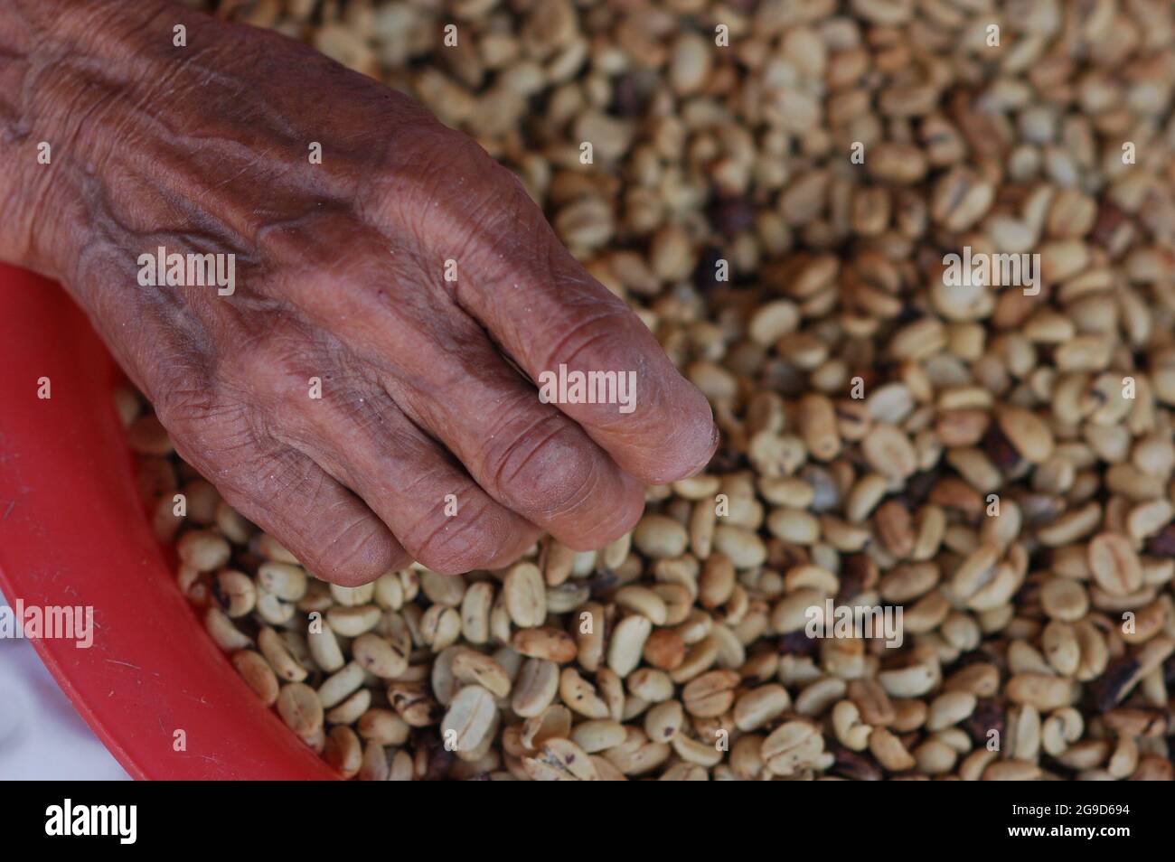 Una volta essiccati, i chicchi di caffè sono selezionati per una nuova piantatura. Foto Stock