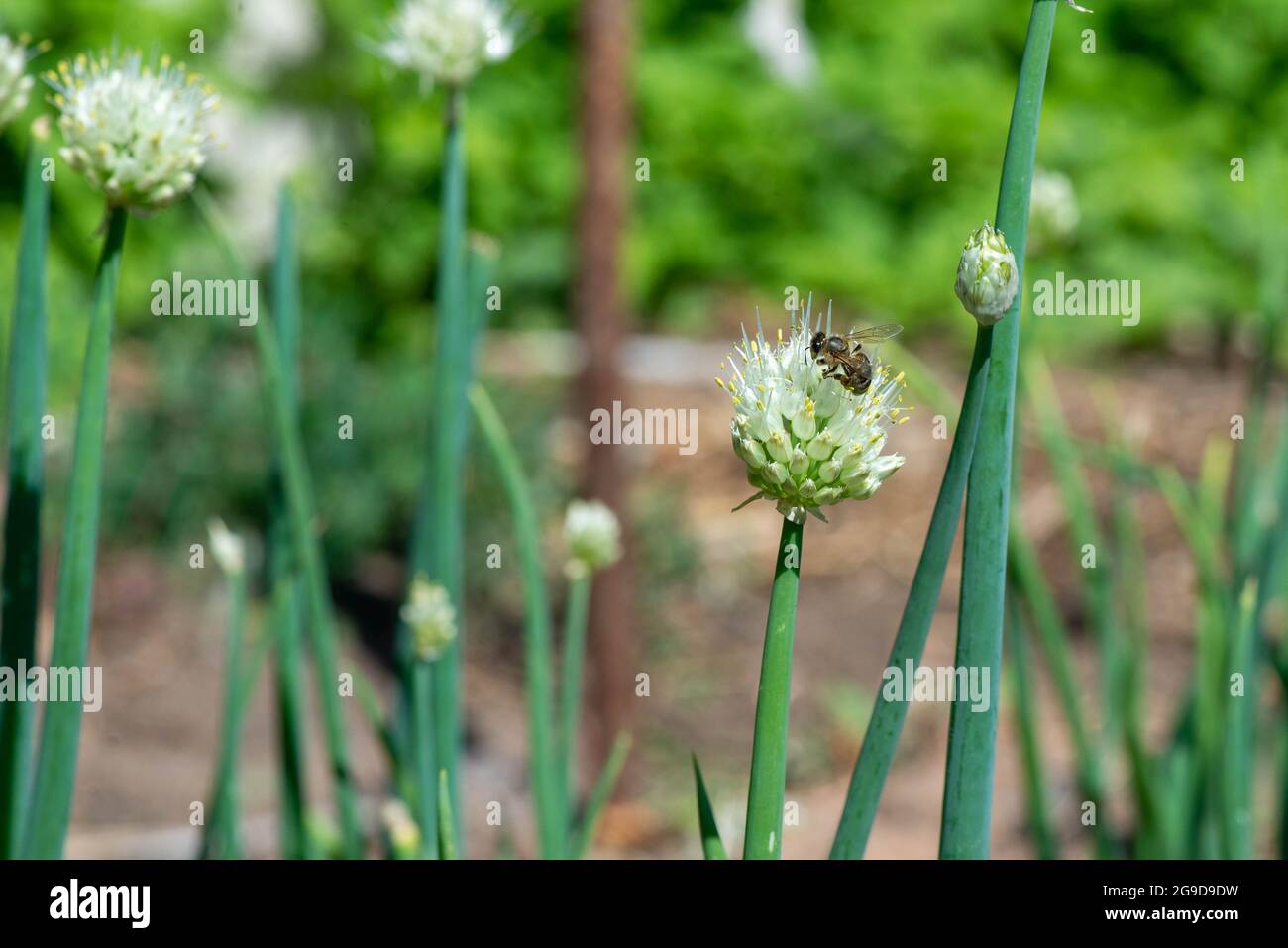 un vespo volò al giardino con un arco decorativo Foto Stock