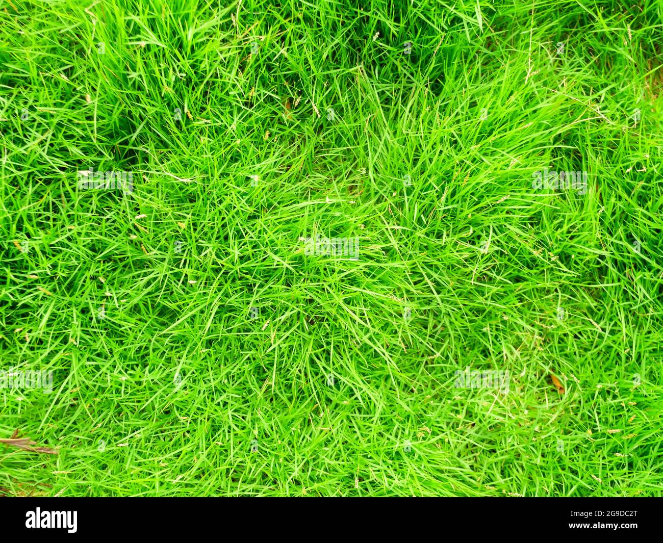 Sfondo verde erboso Vista dall'alto dell'erba luminosa. Sfondo di un'erba verde. Grana erba verde grana erba verde da un campo Foto Stock