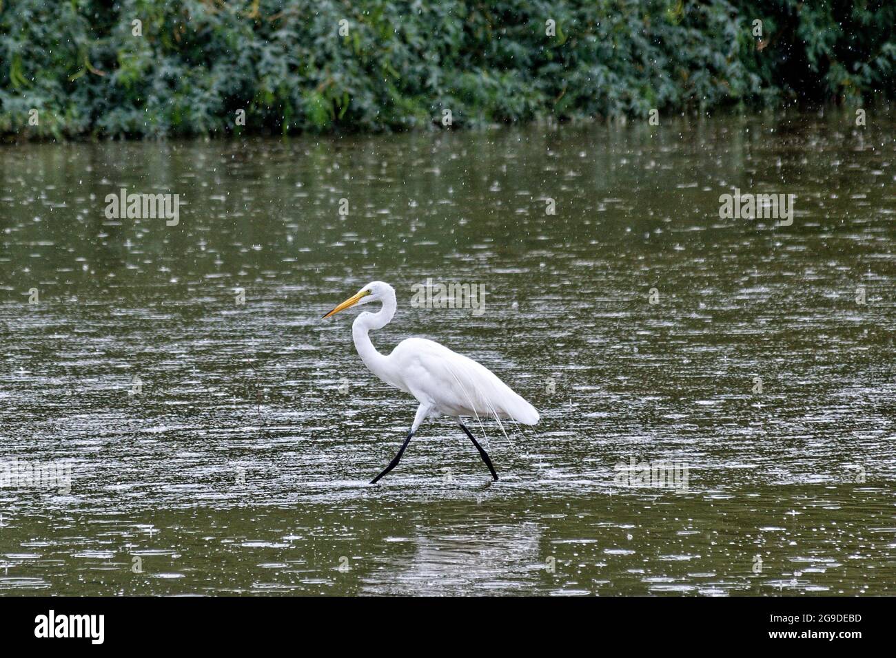 Grande Egret bianco passeggiando nella paludi in un giorno piovoso Foto Stock