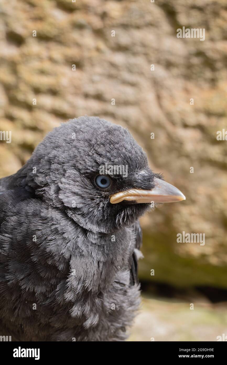 Jackdaw (Corvus monidula). Giovani. Fledgling. Uccello giovane. Membro della famiglia corvo, o corvid. Passerina. Giallo pallido alla base del becco Foto Stock