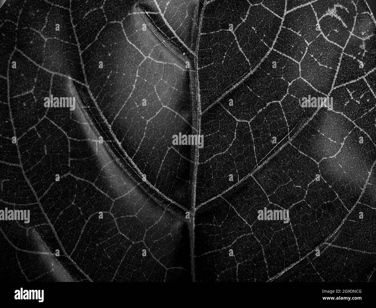 Sfondo a foglia nera. Primo piano di texture astratta della foglia, in bianco e nero. Foto Stock