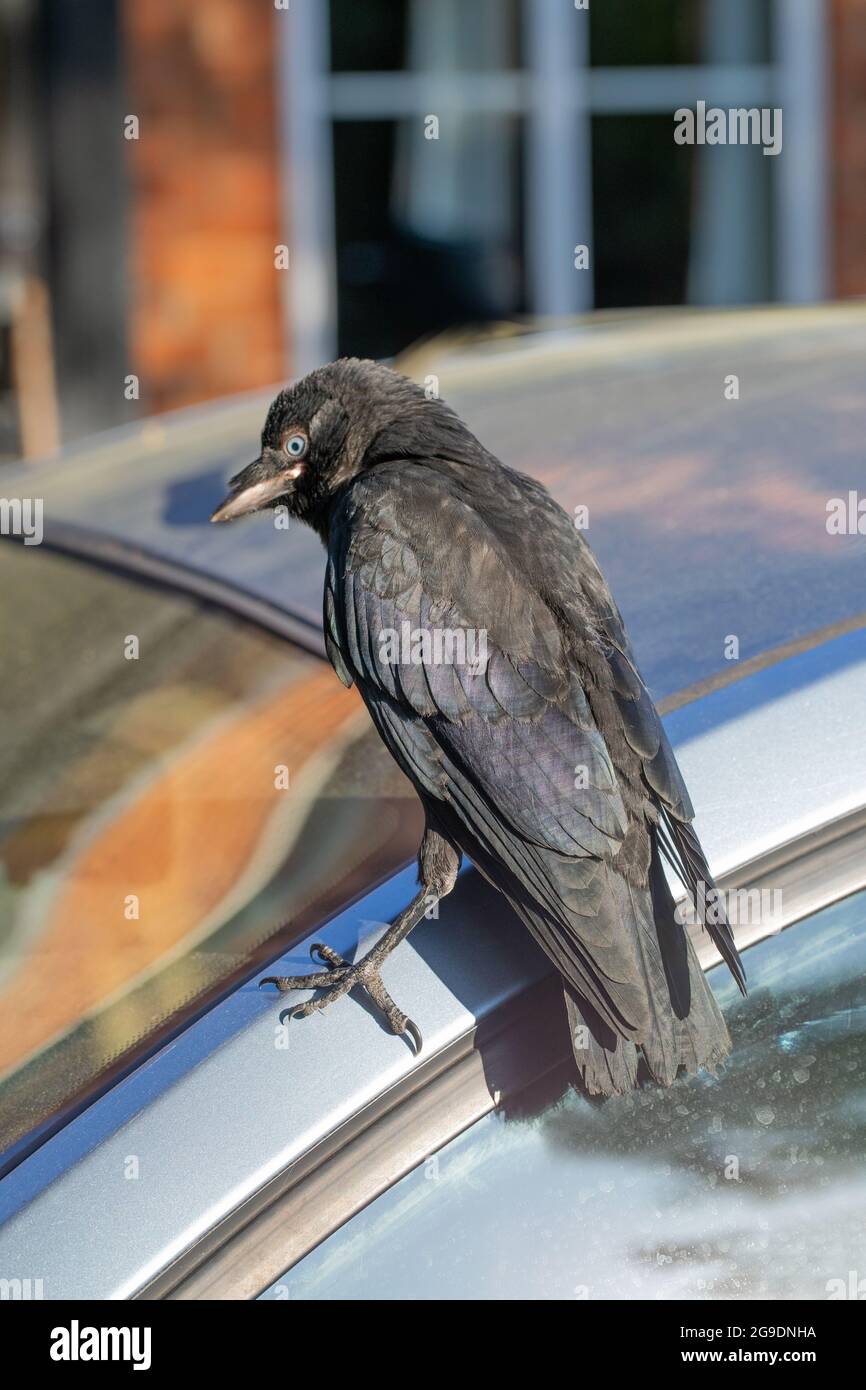 Jackdaw (Corvus mondela). Volo libero, zoppino uccello allevato a mano, salvato cadere da un sito di nido torre della chiesa. Attratto dal riflesso nel finestrino dell'auto. Foto Stock