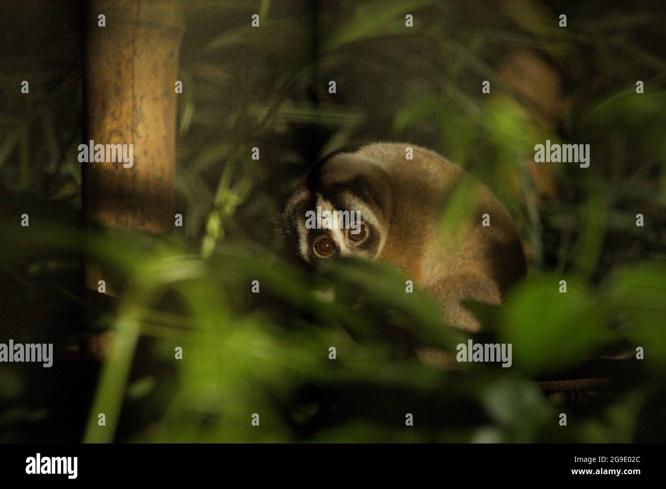 Slow loris presso il centro di riabilitazione della fauna selvatica gestito da International Animal Rescue (IAR) a Ciapus, Bogor, Giava Occidentale, Indonesia. Il primato è stato salvato dall'attività di commercio della fauna selvatica ed è in una fase di transizione, che è di renderlo pronto per essere rilasciato in natura. Slow loris è una specie notturna, venomosa, e potrebbe trasmettere malattie zoonotiche all'uomo. I primati non hanno caratteristiche come animali domestici, secondo gli scienziati, quindi saranno probabilmente morti nella prigionia umana. Foto Stock